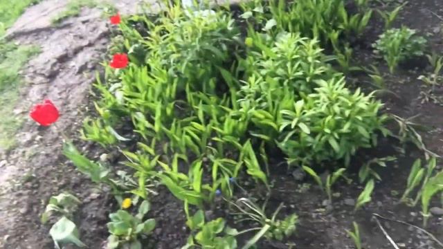 Май🌸 Деревня😁 Перепахиваем огород🚜 Льют дожди🌧 Сажаем грядки🍅🫑🌶🥬 Посадила цветы🌻🌺 Влог смотреть онлайн