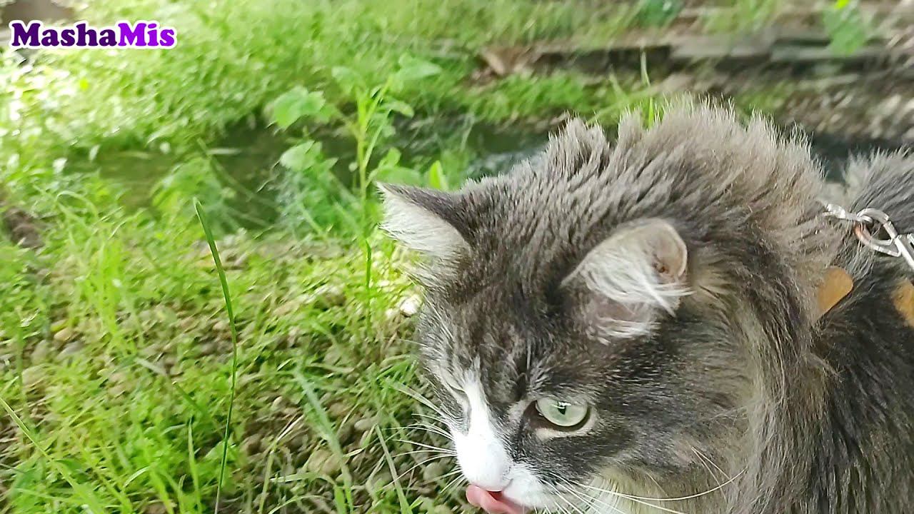Кот на речке | Кузьма на прогулке | Журчание воды и пение птиц смотреть онлайн