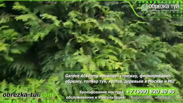 Cтрижка или обрезка туй ☎ +79990008108 Стрижка туй обрезка туй обрезка живой изгороди цена смотреть онлайн