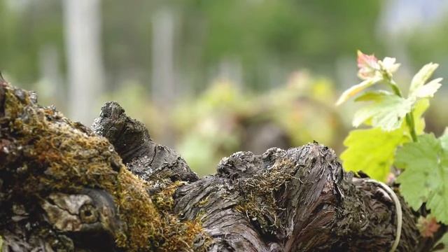 iWinemaker 2023. ОСЕНЬ. Участок N° iWinemaker 2023. ОСЕНЬ. Участок N° Мое измененное видео смотреть онлайн
