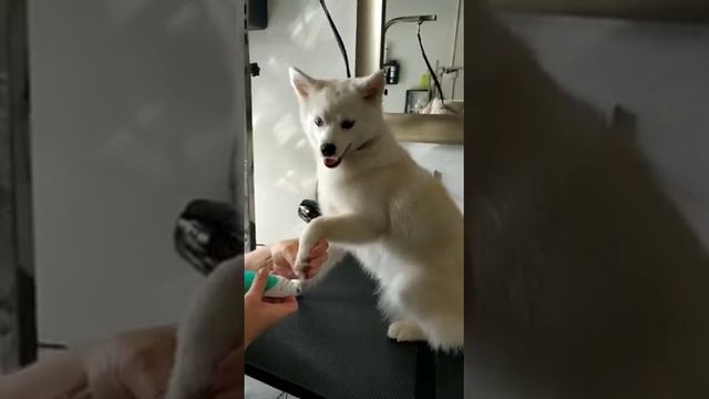 Педикюр у помски смотреть онлайн