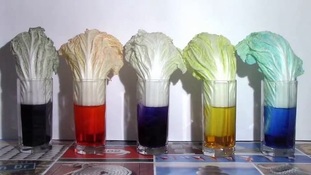 ОПЫТЫ ДЛЯ МАЛЫШЕЙ: КАК РАСТЕНИЯ ПЬЮТ ВОДУ? 11ч. съемки за 15 СЕКУНД!|VilliBoom Kids смотреть онлайн