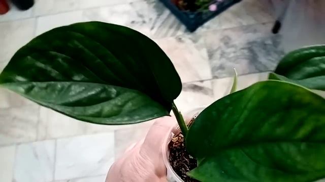 Выставка в Каневской. Цветы любят все. смотреть онлайн