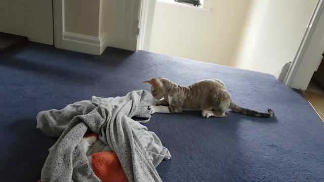 filly the Devon Rex kitten playing смотреть онлайн