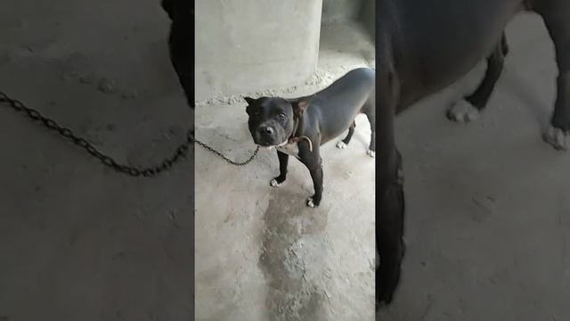 mis amores perrunos papá Tyson mamá negra y Nahomi hija ❤️🥰 la family(3) смотреть онлайн