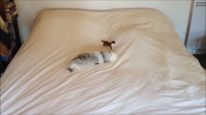 Домашняя ласка