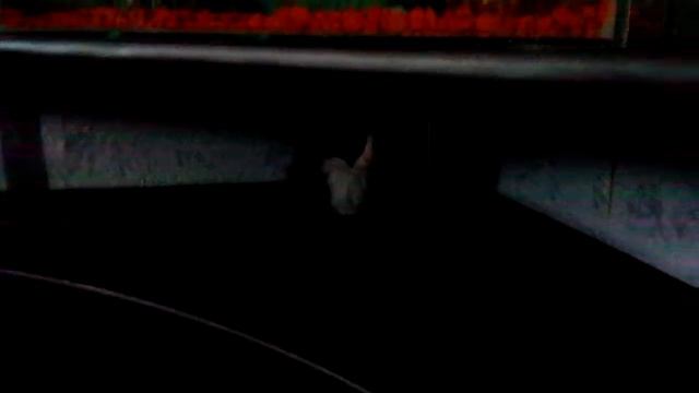 Кошка охотится на рыб (()) HD часть#1 смотреть онлайн