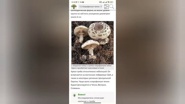 Ядовитый двойник гриба Зонтика - ХЛОРОФИЛЛУМ ТЕМНО-БУРЫЙ ? смотреть онлайн