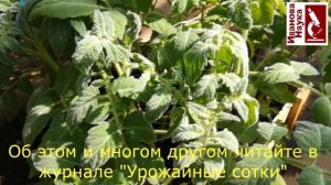 Картофельные томаты и другие чудеса селекции. Чем они хороши? И бонус.