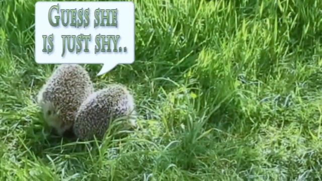 Villy the cute Hedgehog on his first date смотреть онлайн
