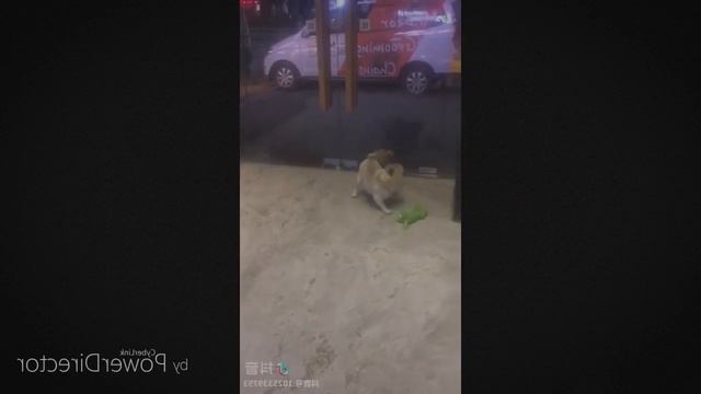 ♥ Симпатичные собаки и кошки делают смешные вещи 2018 ♥ # 125 смотреть онлайн