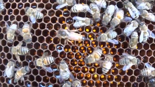 Свищевая матка Бакфаст в пятом поколение. Делаем отводок во втором корпусе под замену матки смотреть онлайн