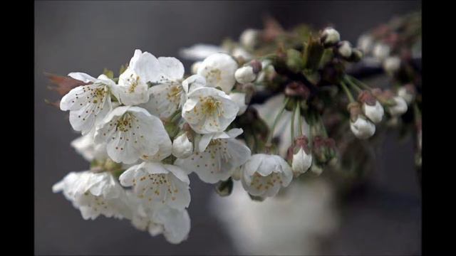 L.Beethoven - Sonata N5 