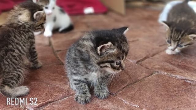 Xiaomi Redmi 5, Redmi 5 Plus, Redmi Note 5 PRO, Redmi S2. СПАМ, но на добра цена