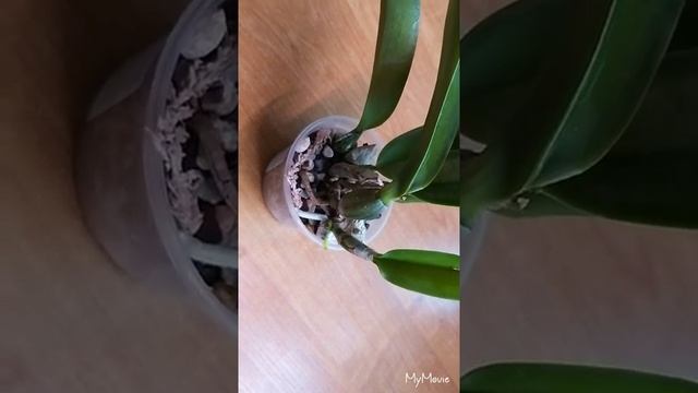 КАТТЛЕЯ WALKERIANA_ УХОД ЗА ОРХИДЕЕЙ _ смотреть онлайн