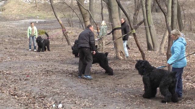 ШОС "АРЕС" - в работе русские черные терьеры смотреть онлайн