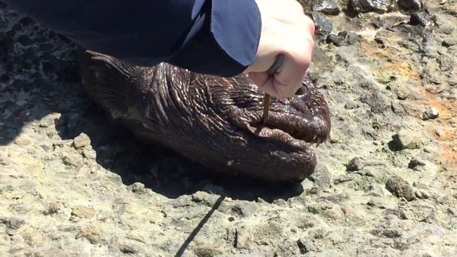 Город Холмск. Поймал старик рыбку. смотреть онлайн