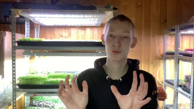 Как вырастить микрозелень кинзы - кориандра? Без плесени! Бизнес микрозелень! смотреть онлайн
