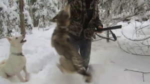 "Натаска лаек по крупному зверю" "Лайка и её натаска" Белоусов В.И