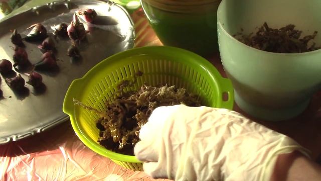 Planting Pleione Orchid Bulbs