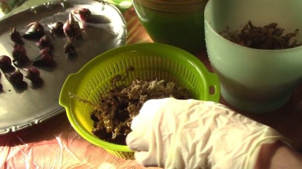 Planting Pleione orchid bulbs