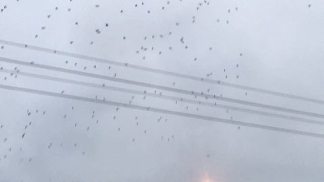 Огромная стая воронья над Новосибирском утром. Вороны Галки Грачи. смотреть онлайн