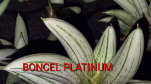 BERAGAM KEINDAHAN CORAK WARNA SANSEVIERIA смотреть онлайн