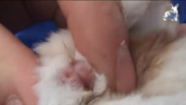 Идентификация пола кролика.