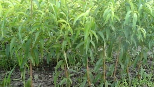 Саженцы персика (часть 1) - Агро Сад (2016) смотреть онлайн