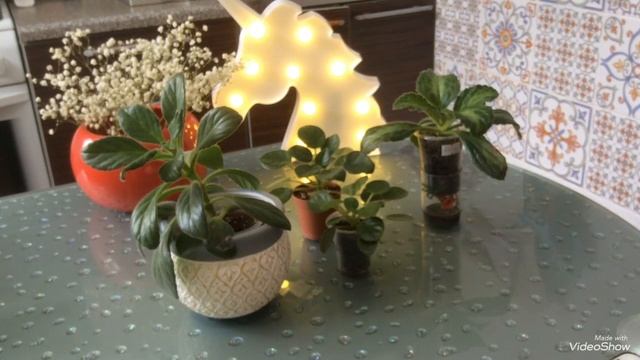 Мои хириты  примулины . Тамиана Patina Nimbus. Горшки Fix Price