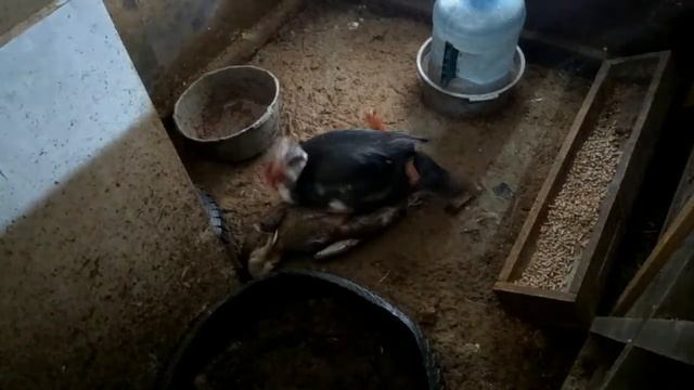 Самец индоутки кроет гуся кубанского смотреть онлайн