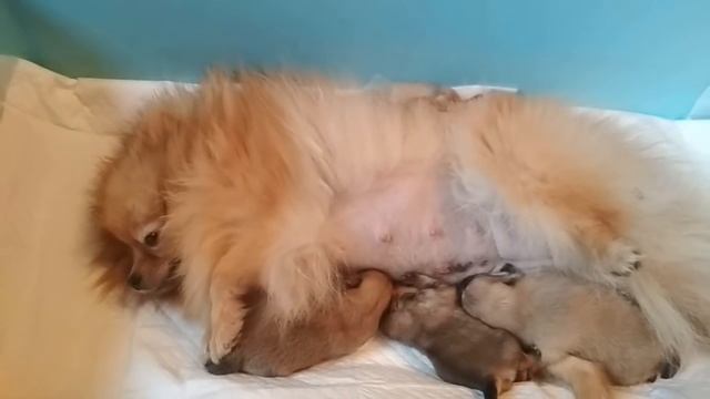 Лили Сан после родов смотреть онлайн