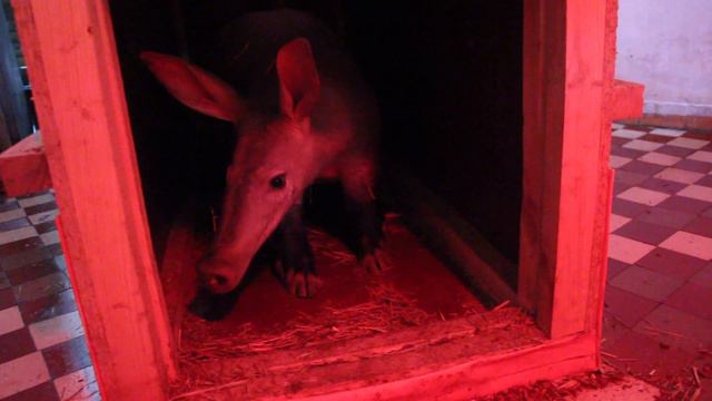 В Калининградский зоопарк привезли трубкозуба смотреть онлайн