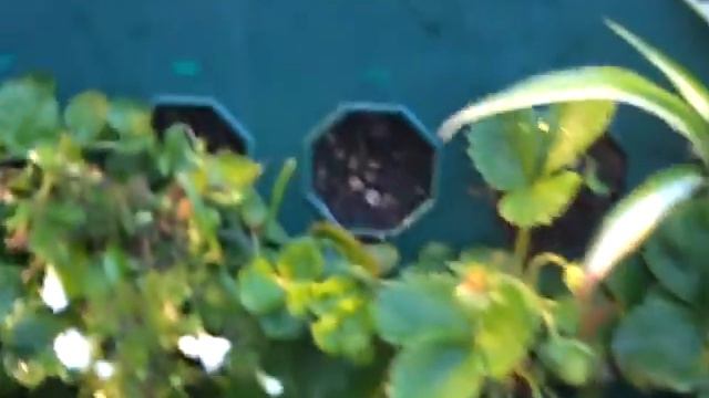 Second Year Project Growing Food and Flowers смотреть онлайн