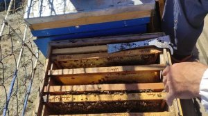 пчелы бакфаст подготовка к зиме