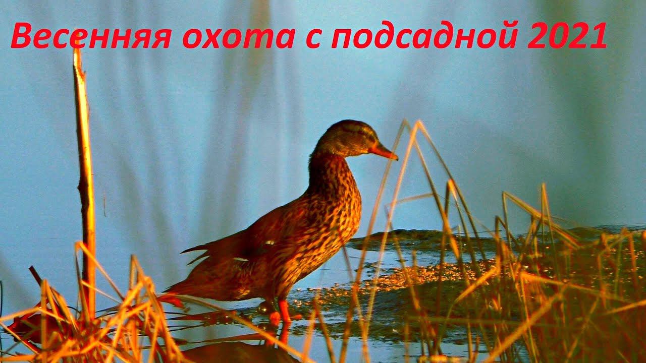 Открытие весенней охоты с подсадной!!! Селезни Атакуют / MAX HUNTER смотреть онлайн