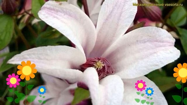 Клематис гибридный Принцесса Кейт. Краткий обзор, описание характеристик clematis Princess Kate смотреть онлайн