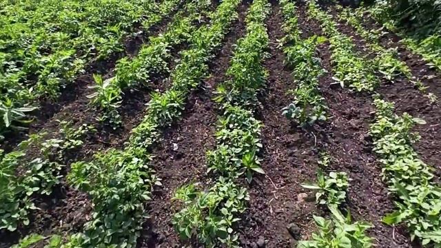 Деревенская жизнь. Пропололи картофель, первый сенокос в 2021г. /35 серия/ смотреть онлайн