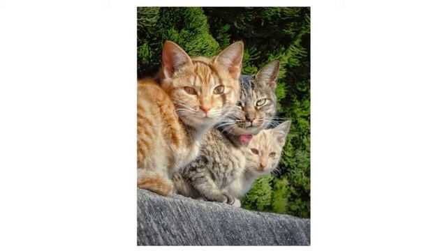 Как помочь ребенку научиться разговаривать? Развитие речи детей раннего возраста. Раннее развитие. смотреть онлайн