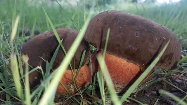 Boletus erythropus (circuit des étangs) смотреть онлайн