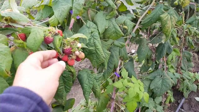 Малина ЖОЗЕФИНА. ХИМБО ТОП ОТДЫХАЕТ! смотреть онлайн