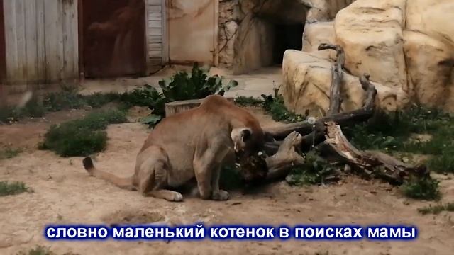 Гигантские крысы для больших кошек смотреть онлайн