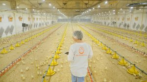 Птицефабрика БЕЛОЯРОЧКА