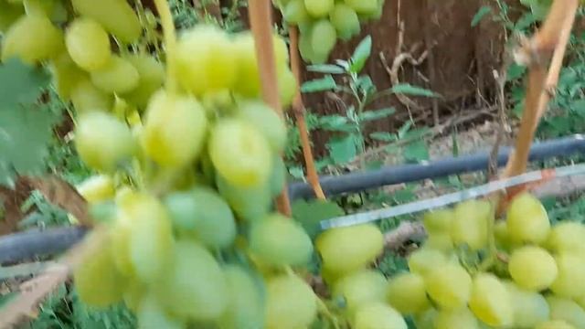 Виноград Бажена. 2020г. смотреть онлайн