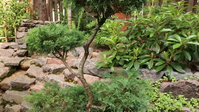 Необычно сформированные хвойные растения в моем саду смотреть онлайн