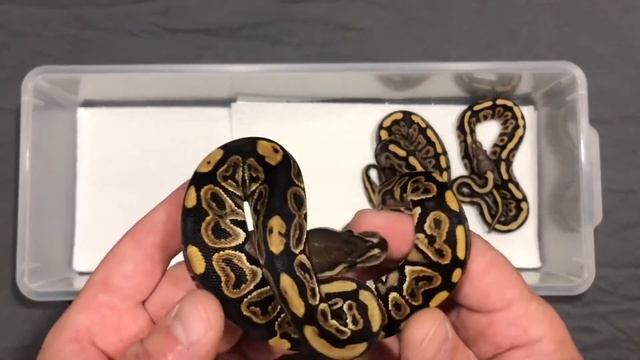 2021 Ball Python Clutch #1 Update Black Pastel x Fire Clown смотреть онлайн