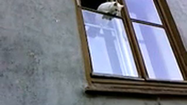 Котяра хочет к кошке. смотреть онлайн