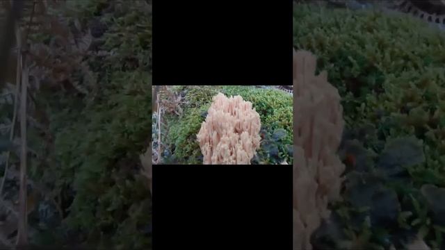 Boletus Aestivalis, Russula Virescens & Cantharellus Cibarius. Julio 2020 смотреть онлайн