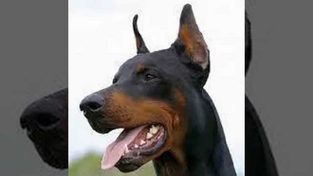 Posledný Doberman - Čo je vlastne rap смотреть онлайн
