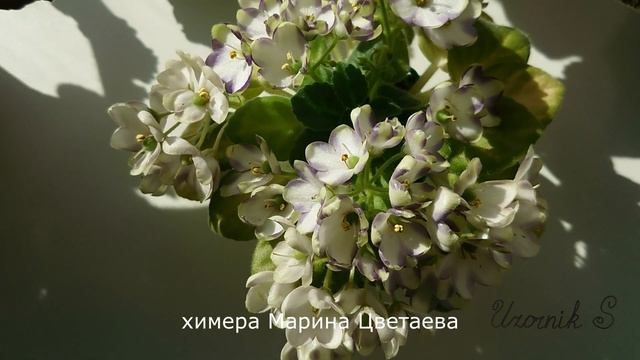 Мелодии для наших комнатных растений. Фиалки. Hiroshi Yoshimura "Green" смотреть онлайн